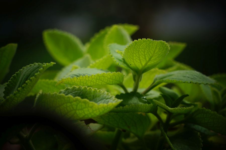 Close-up of mint-family foliage